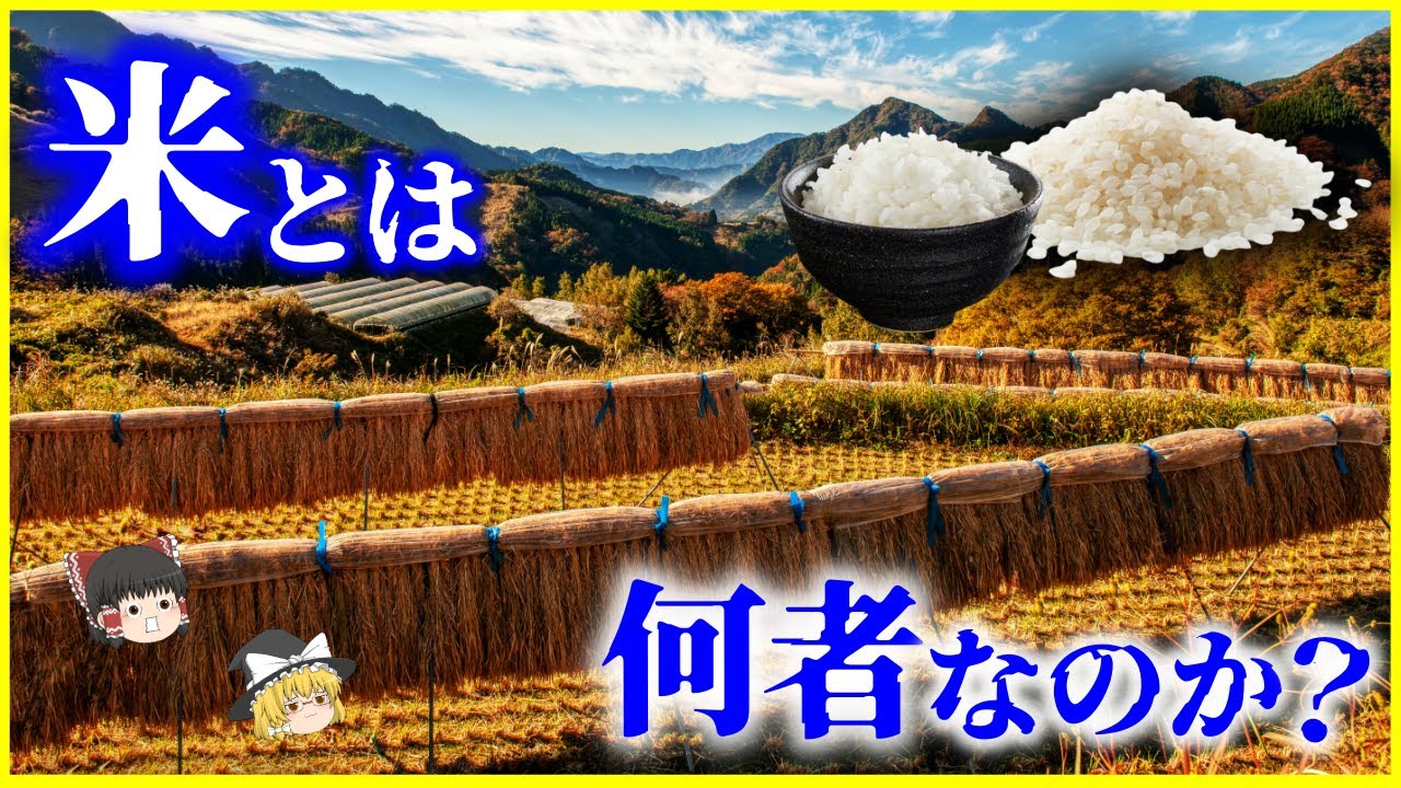 【ゆっくり解説】日本の米が高騰している本当の理由とは？「米」とは何者なのか？を解説/世界と日本の米事情