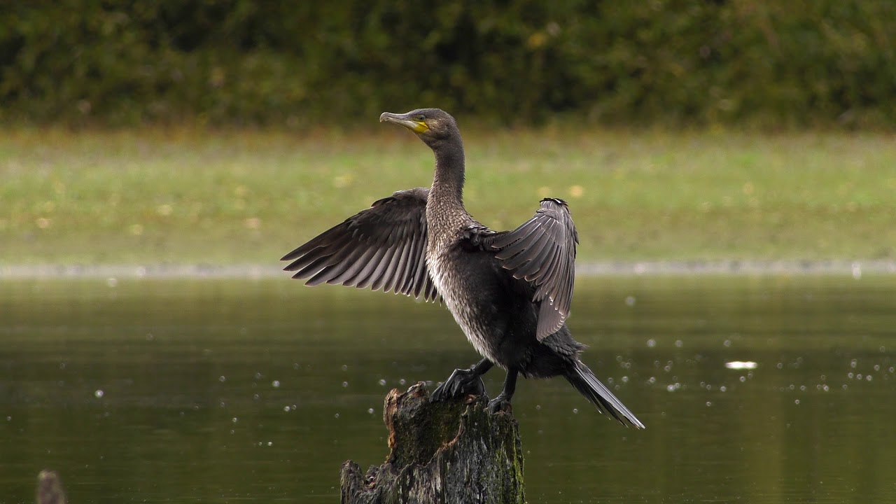 Kormoran  - beim Fischfang