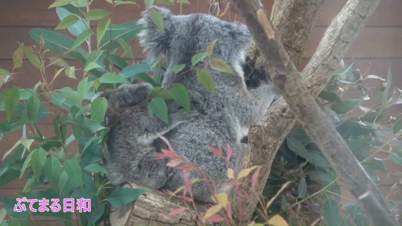 コアラの子供たち2026/01/25