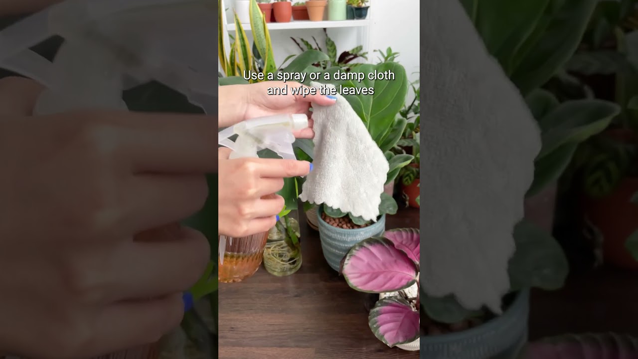 Cleaning leaves frequently is helpful for your plants 😉 #bestplantfriend #houseplant #planttips