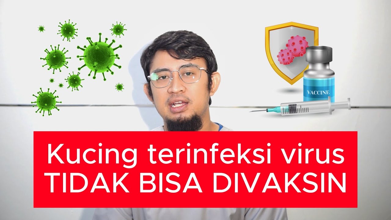 Buat Apa Kucing Divaksin?