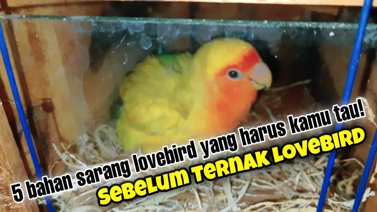 KAMU HARUS TAU! 5 Bahan Terbaik untuk Sarang Burung Lovebird - Sarang Lovebird yang Bagus