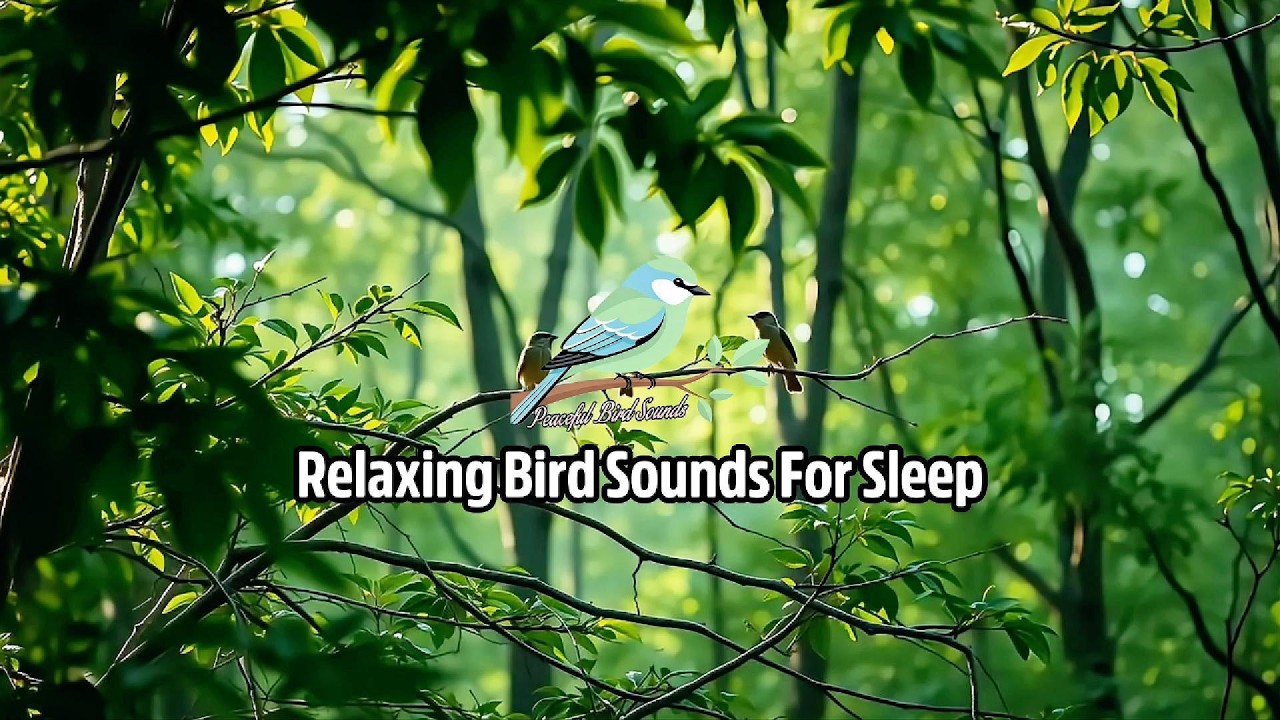 1 Hour Light Bird Singing For Evening Rest