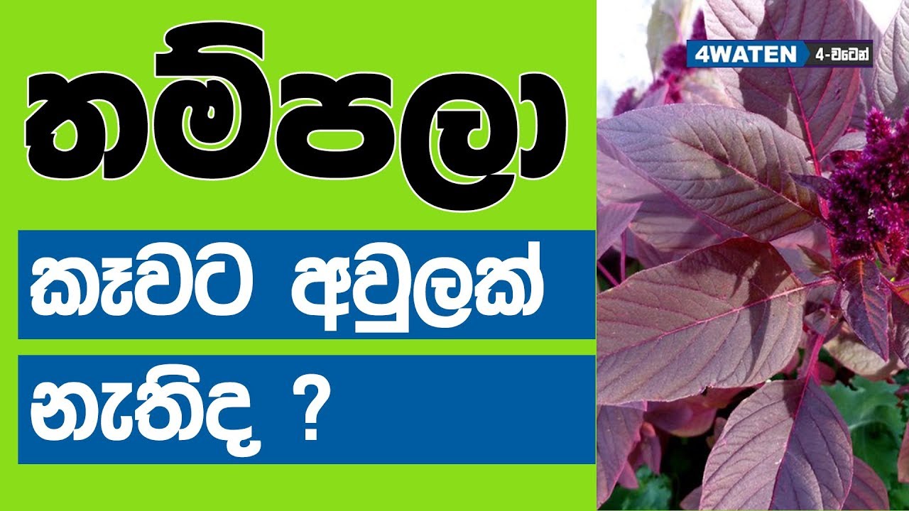 තම්පලා කෑවට කමක් නැද්ද : Amaranth Benefits