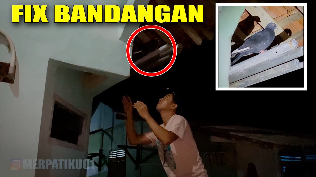PERJUANGAN MENANGKAP MERPATI LIAR MALAM HARI