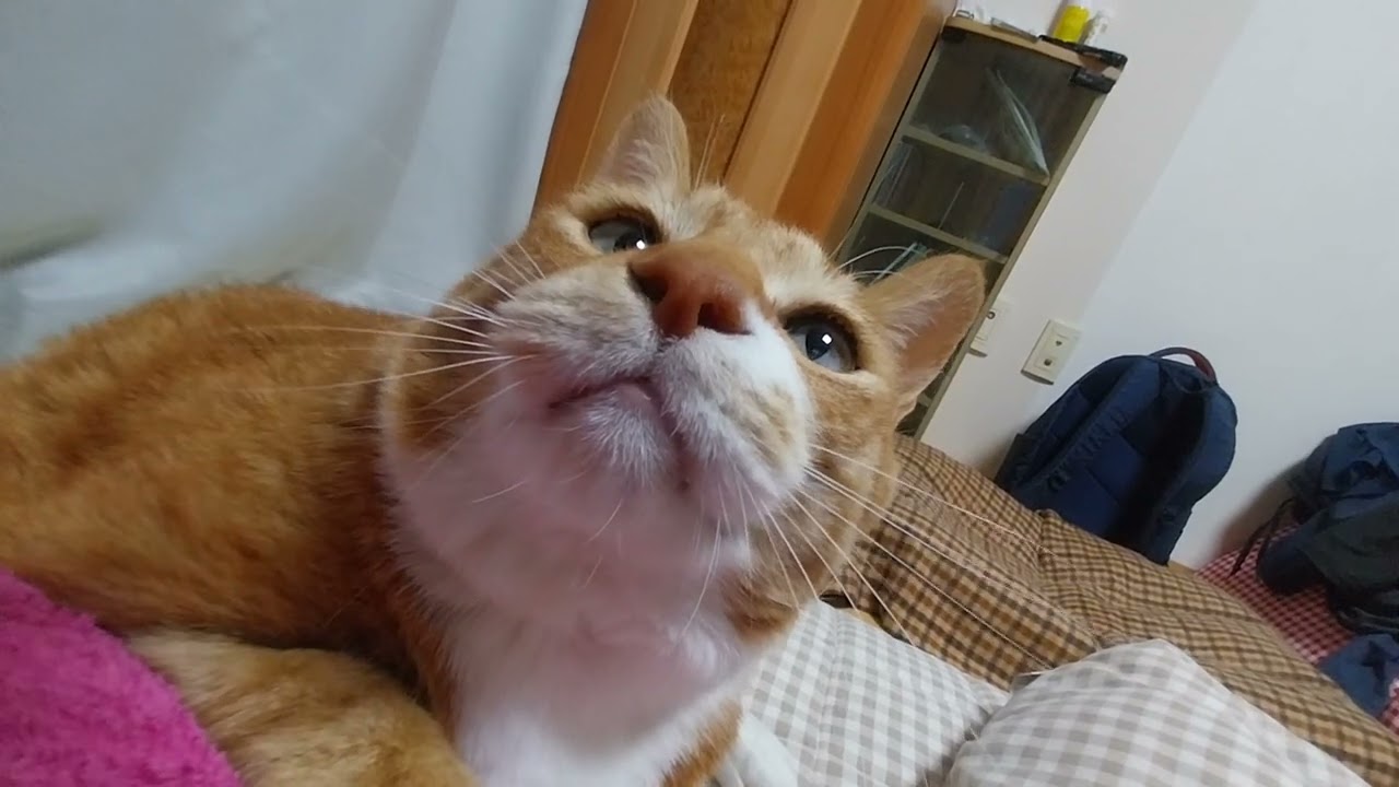 호기심많은집양이