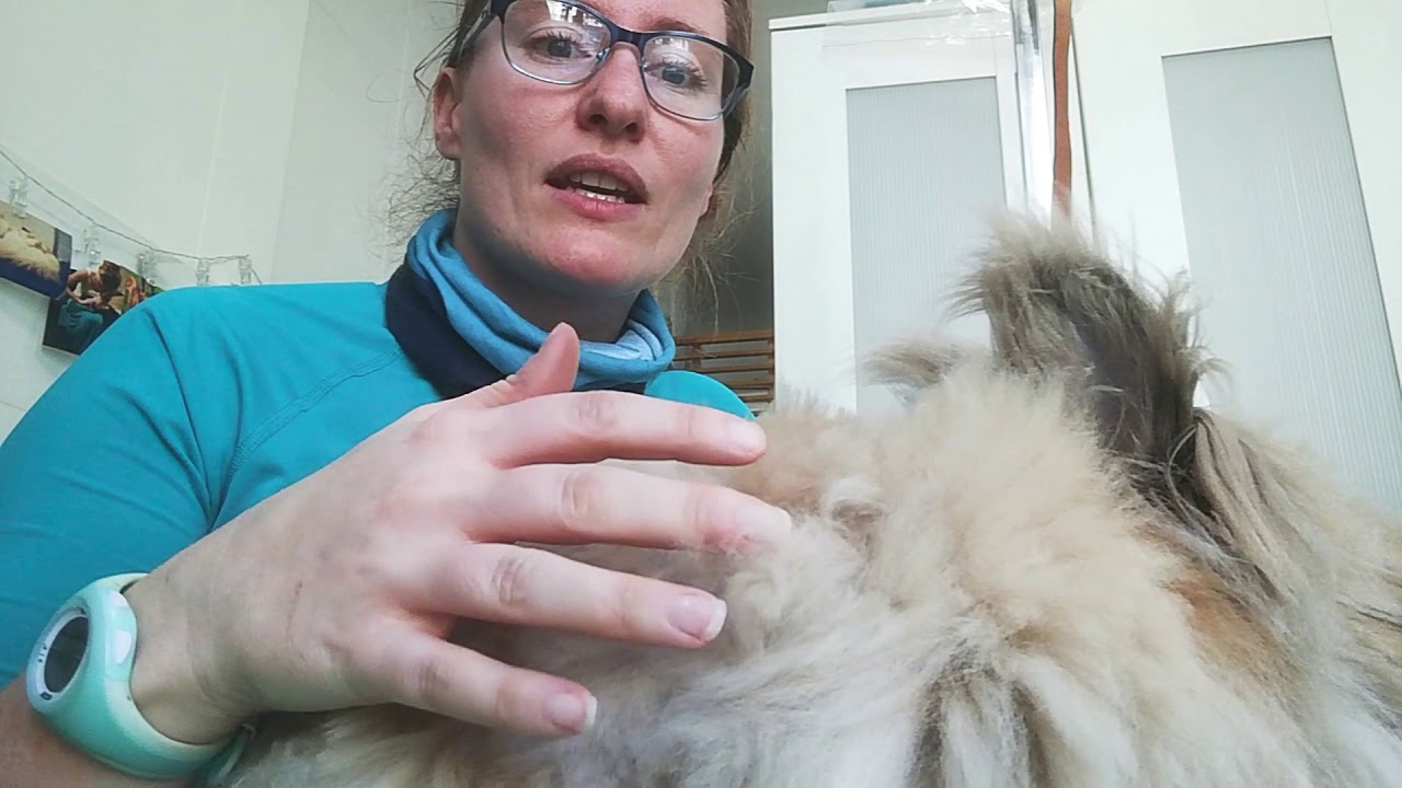Comment brosser un lapin angora?