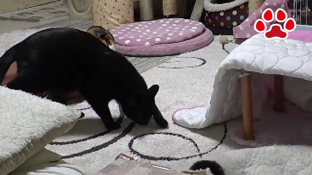 Вещи, которые нашли кота　A cat left its excrement 【Cats room Miaou】