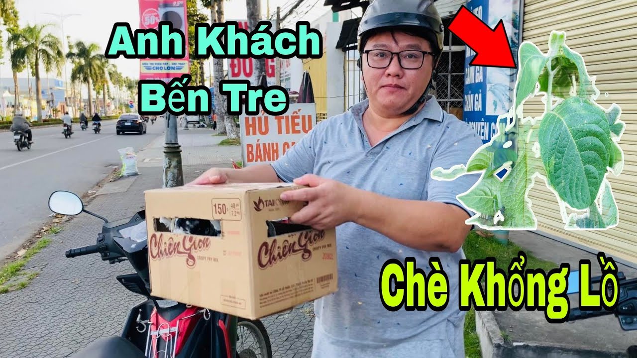 GIAO TẬN TAY CẶP BỒ CÂU KING HÀ LAN TIGER CHO ANH KHÁCH BẾN TRE VÀ TẶNG CÂY CHÈ KHỔNG LỒ CHO AI CẦN
