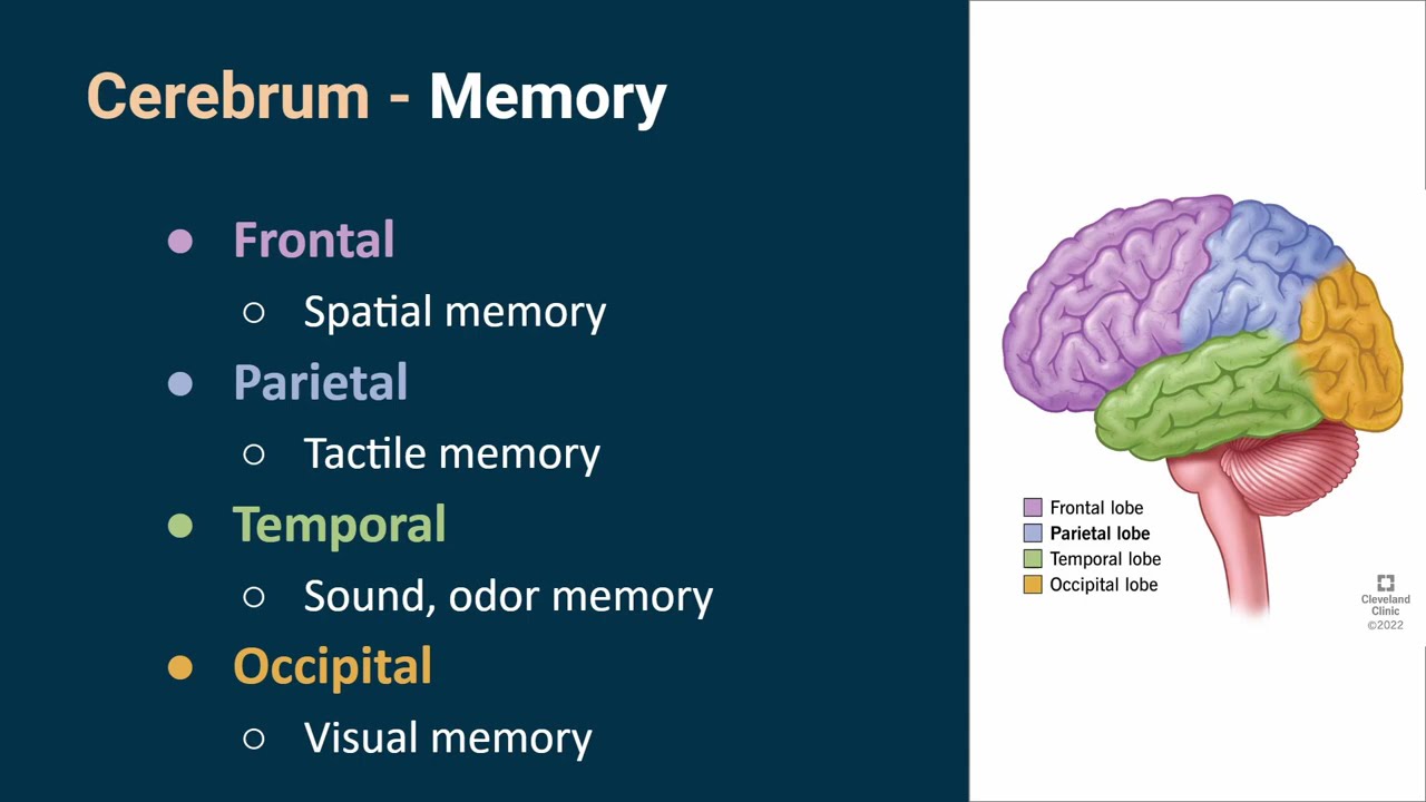 1130 Ch 19 Neuro Lecture