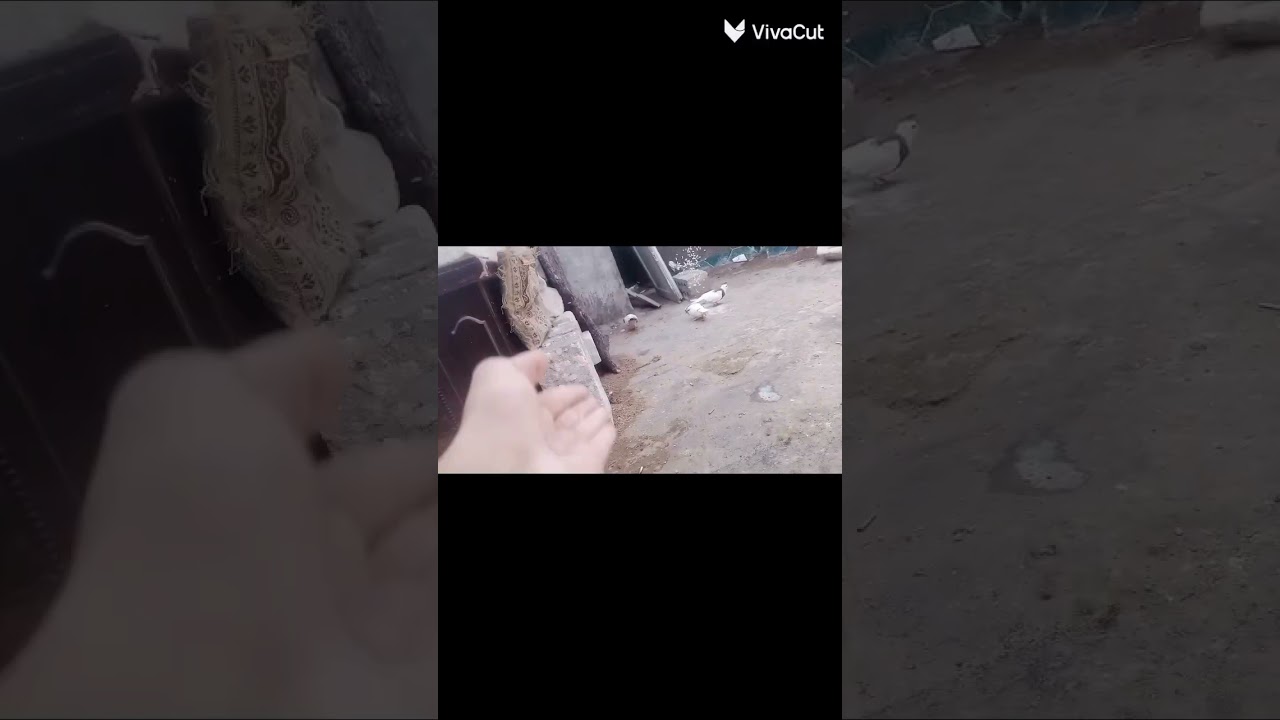 سلام عليكم شباب لايك وشتراك عمارلباشا  حطه طير ارفلي بسويد وطار 