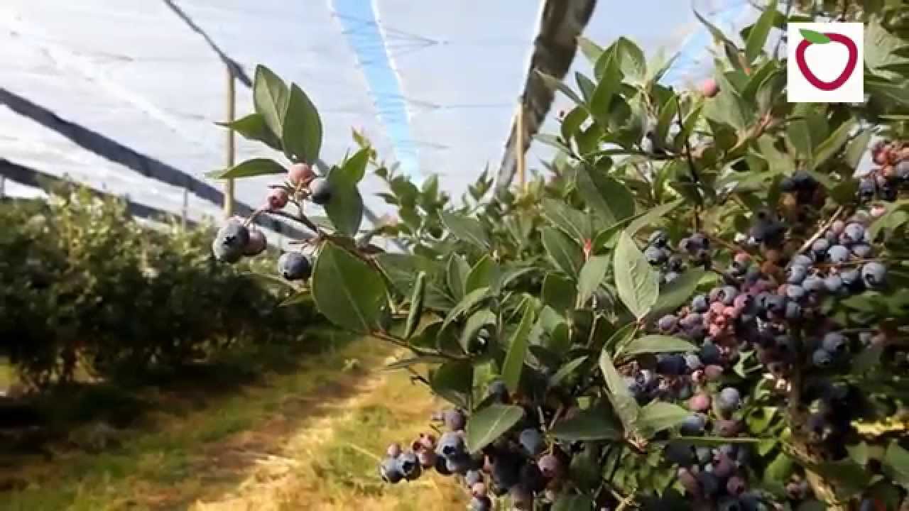 Późne odmiany borówki amerykańskiej