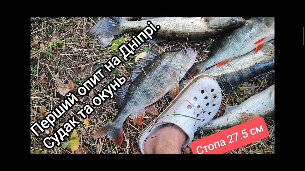 Перший виїзд на Дніпро. Питаюся зрозуміти та підбирати нові приманки на судака. Не забаром 2-й виїзд