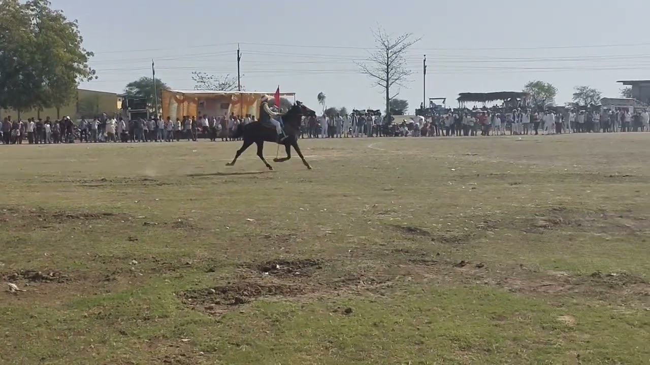 Dausa ki Ghodi sheopur jile mein Bani first reble chaal mein 🐎👌👌👌mp 31