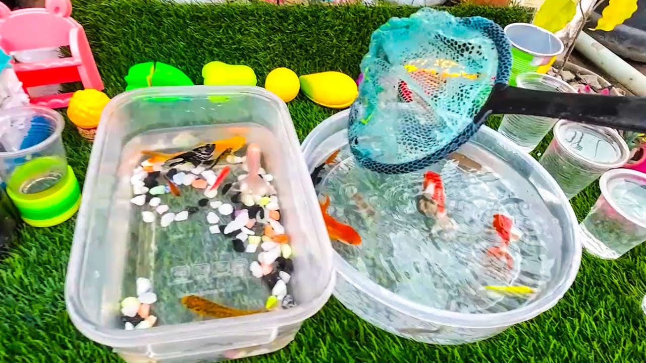 Home Made Small Pond We are Fishing Joyfully || Gold Fish, Barb, Betta, Moly, Angel Fish- EP 216