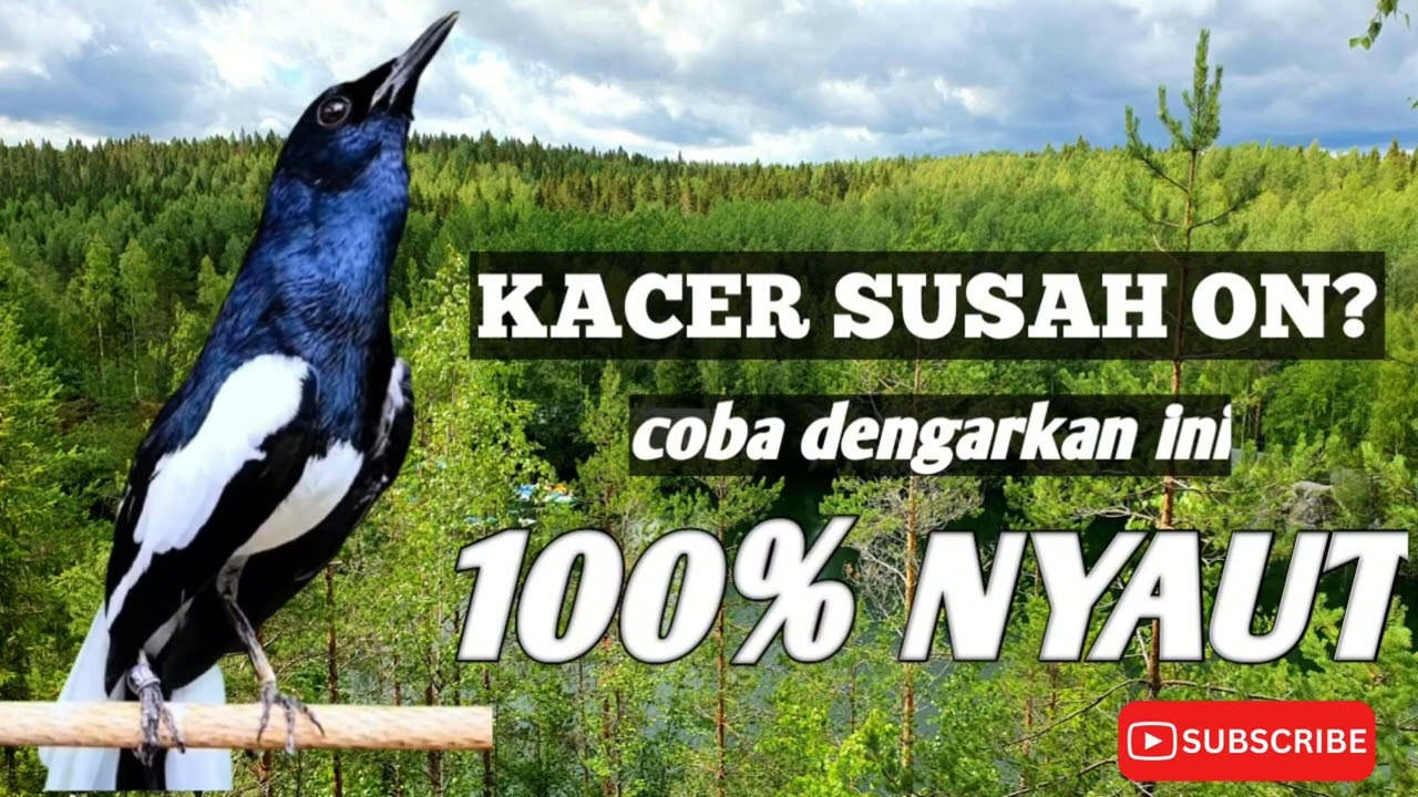 TERAPI UNTUK KACER MACET BUNYI DAN SUSAH KONSLET // pancingan untuk kacer macet malas bunyi ampuh🔴🔥