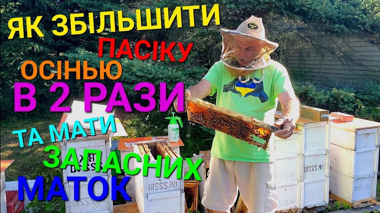 #бджоли Як збільшити ПАСІКУ осінью в 2 РАЗИ та мати запасних маток, ДЛЯ ПОЧАТКІВЦІВ