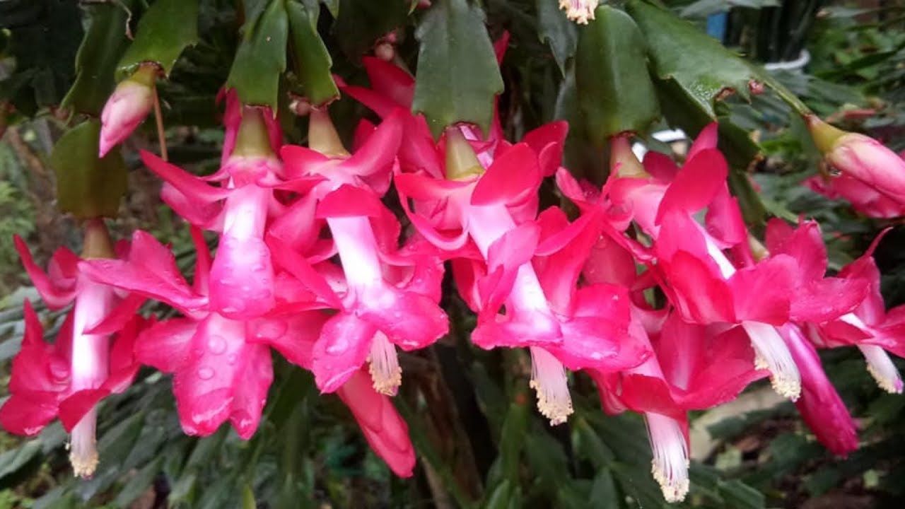 Một cách ghép cây tiểu quỳnh thành cây đại quỳnh | Guide quỳnh tree transplantation