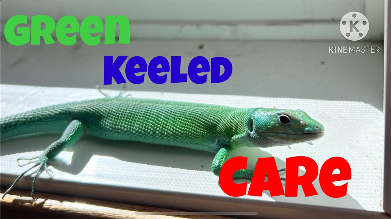 Green Keeled Belly Lizard Care | Care Guides