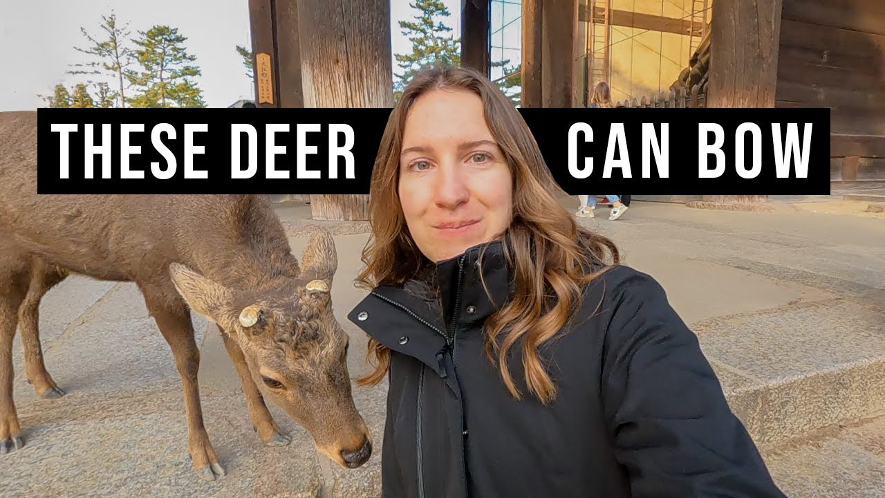 A Day at Nara Deer Park in Japan (Feeding Deer, Tōdai-ji Temple, and Conveyor Belt Sushi)