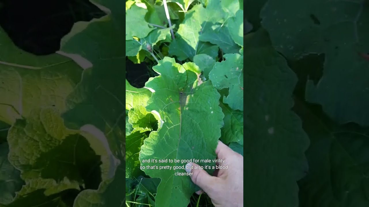 Burdock - Arctium Minus Quick ID and Some Uses #foraging #medicinalplants #forager #shorts