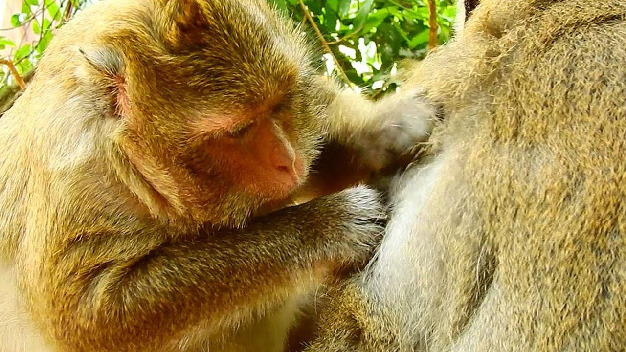 Sweet monkey grooming