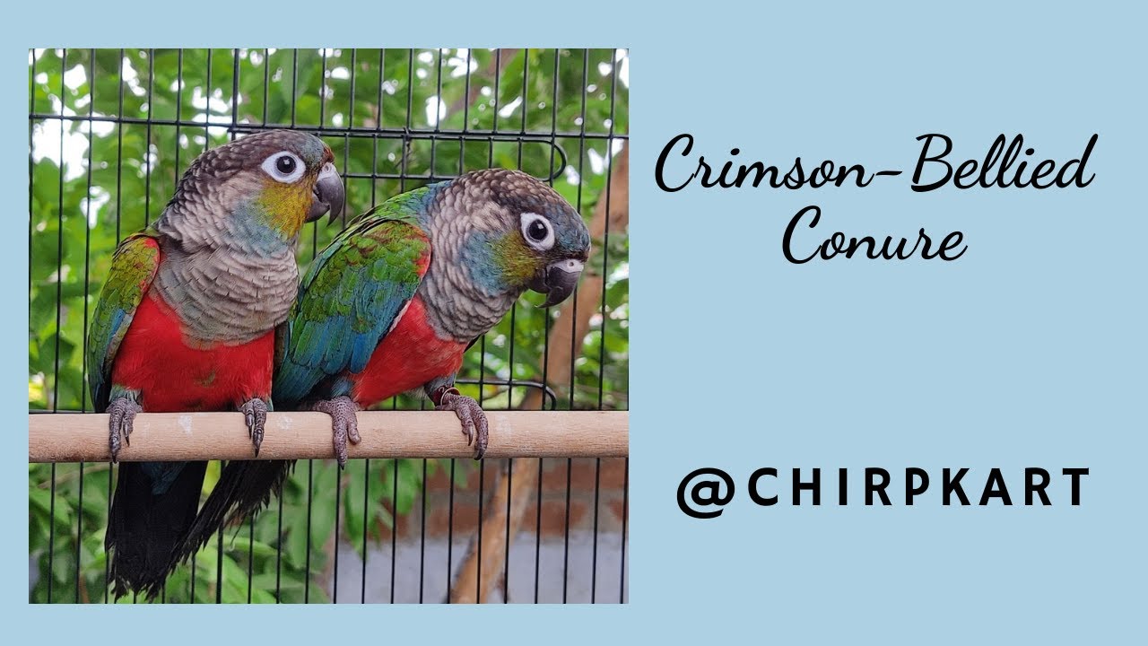 Crimson Bellied Conure ll Pyrrhura Perlata ll Playful Bird ll Chirpkart ll @Coimbatore