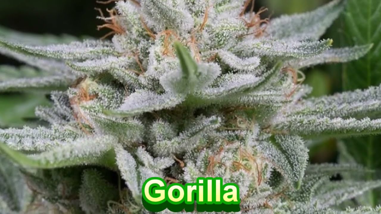 Dinafem Seeds - Cannabis Strain Series #34 - STRAIN TV