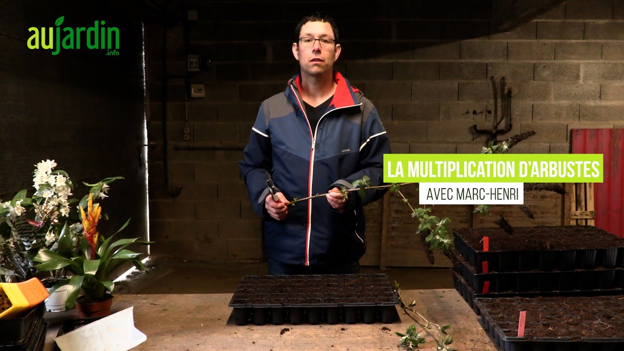 🌳RÉUSSIR la MULTIPLICATION des ARBUSTES par BOUTURAGE de BOIS SEC