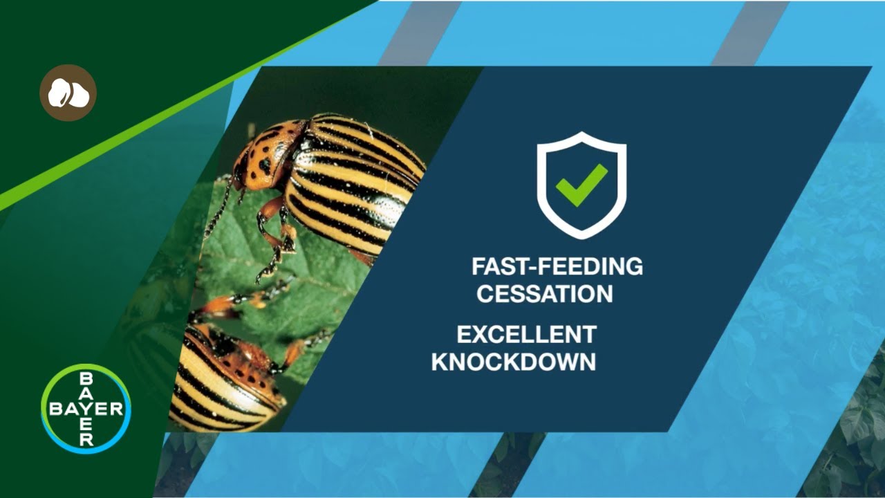 Potato Insecticides: Protect against key potato insects with vayego® insecticide