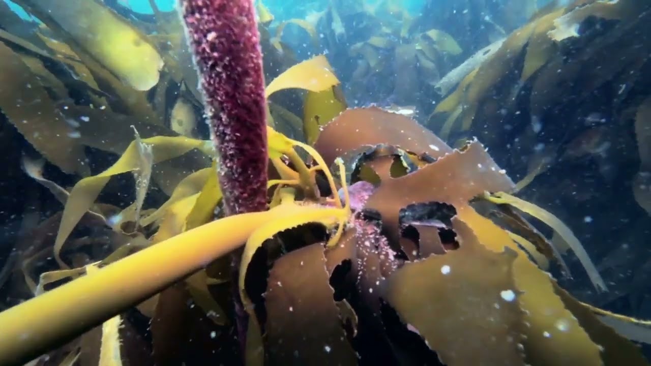 Clan Stewart Club Dive