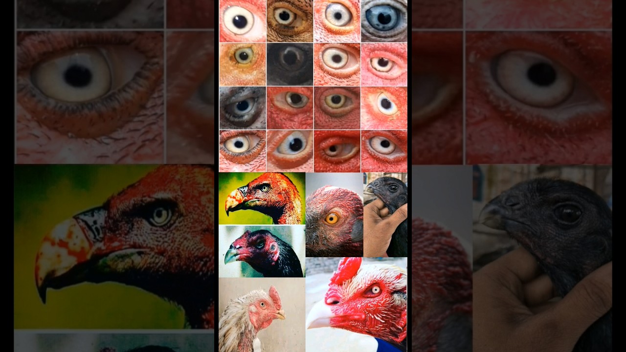 Top 10 Fighter ASEEL Eyes | Murga Eyes | #shortsfeed #aseel #aseelmurga #aseelchiks #shorts #pigeon