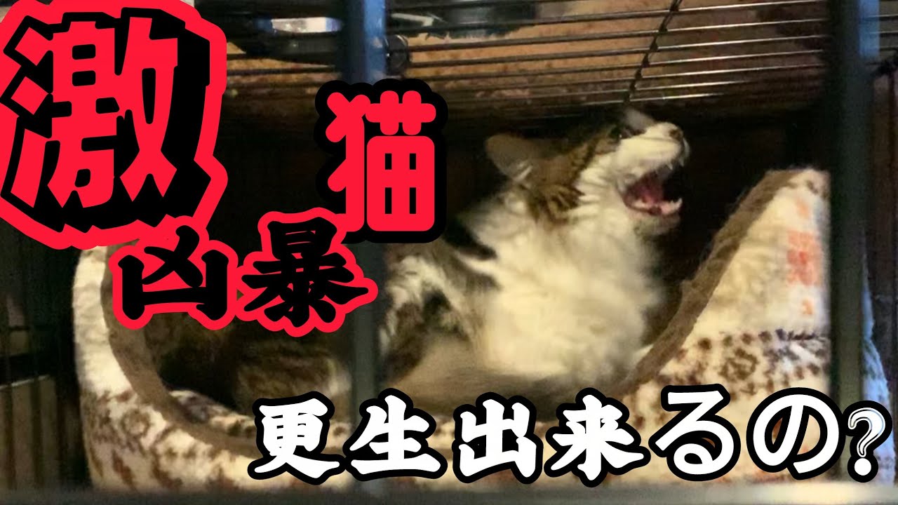 誰も手に負えない凶暴猫の記録①&譲渡会訪問(NECOAS)