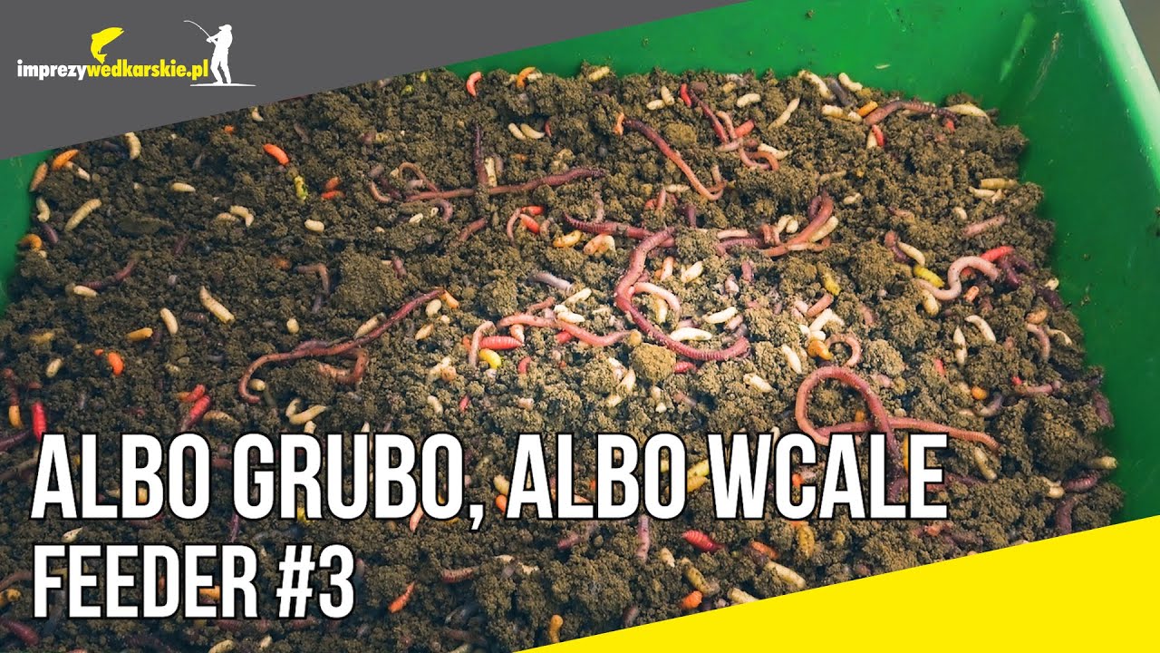 FEEDER #3 ALBO GRUBO, ALBO WCALE - czyli łowienie LESZCZY w płytkim rozlewisku