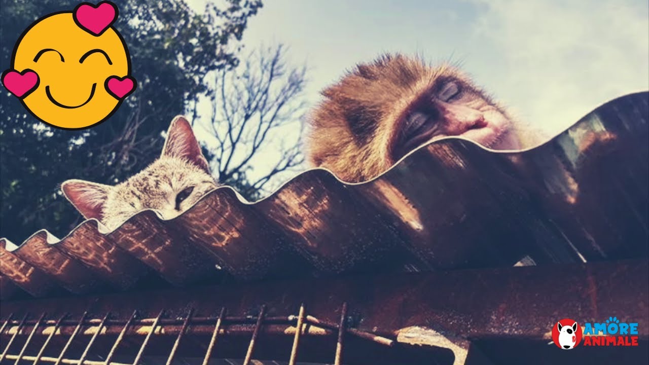 La dolce amicizia tra una scimmia, un gatto e un cane  L’amore oltre le differenze