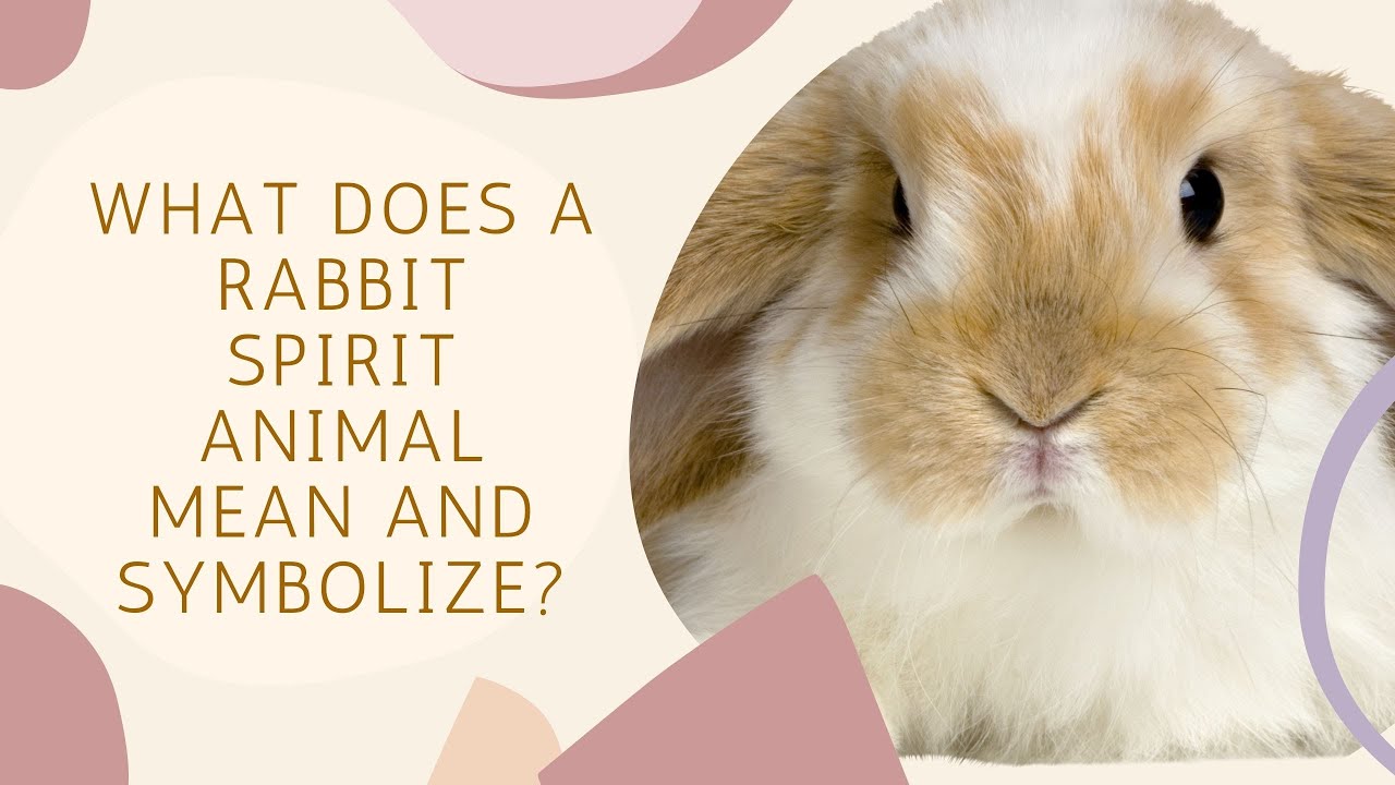 What Does a Rabbit Spirit Animal Mean and Symbolize?