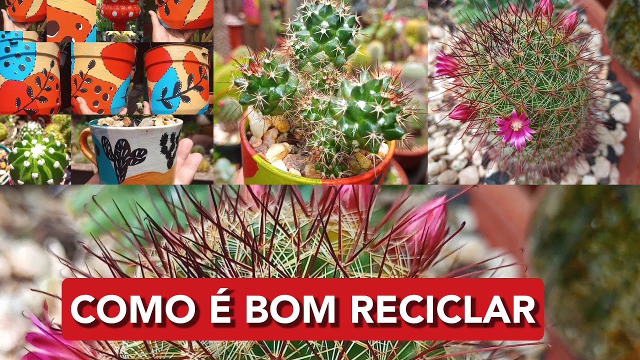 Cactos em Vasos Recicláveis: Projeto como é bom Reciclar! 