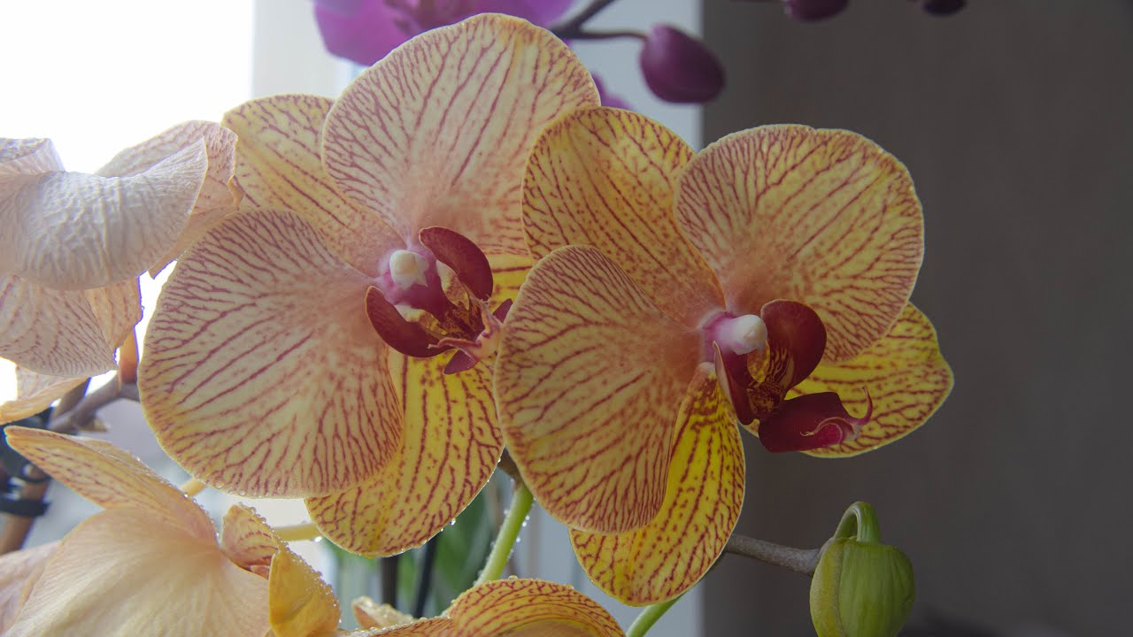 Phalaenopsis from hypermall - KB Beauty