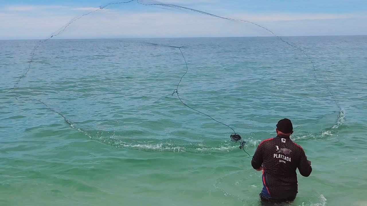Muito peixe na beirada da praia