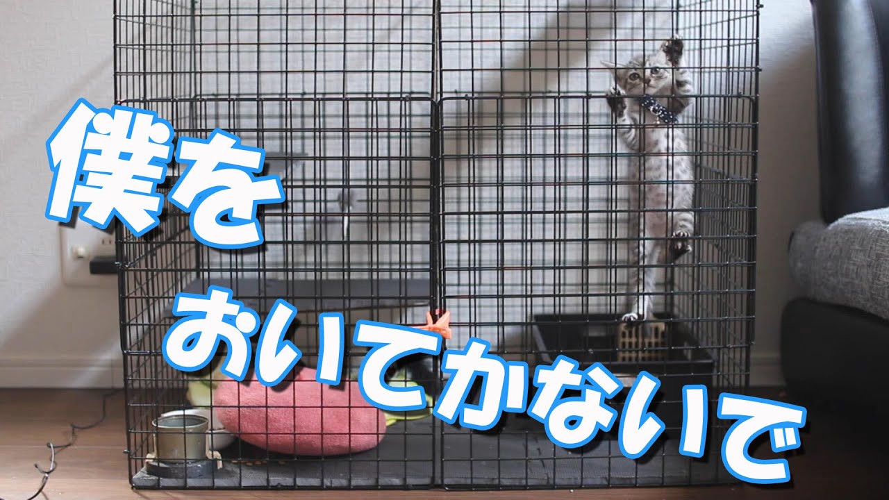 【子猫】お留守番の様子が大変な事に！