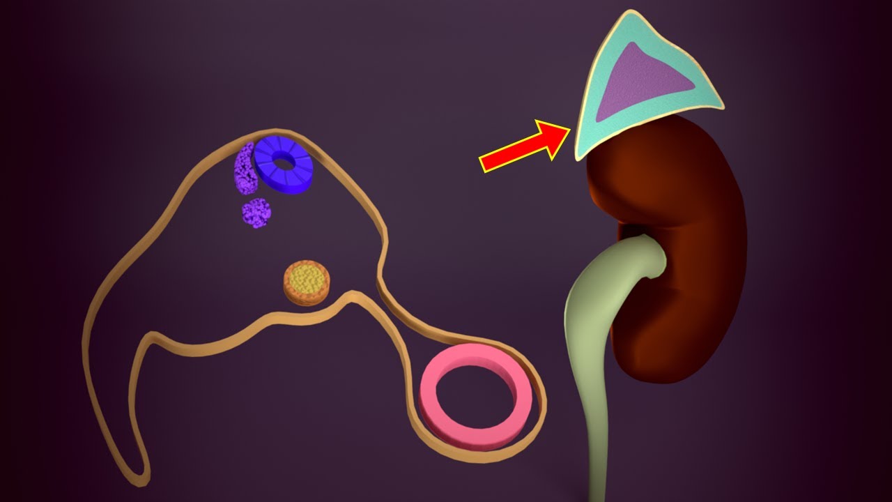 3D Adrenal (Suprarenal) Gland Embryology - Development of Adrenal Cortex and Adrenal Medulla