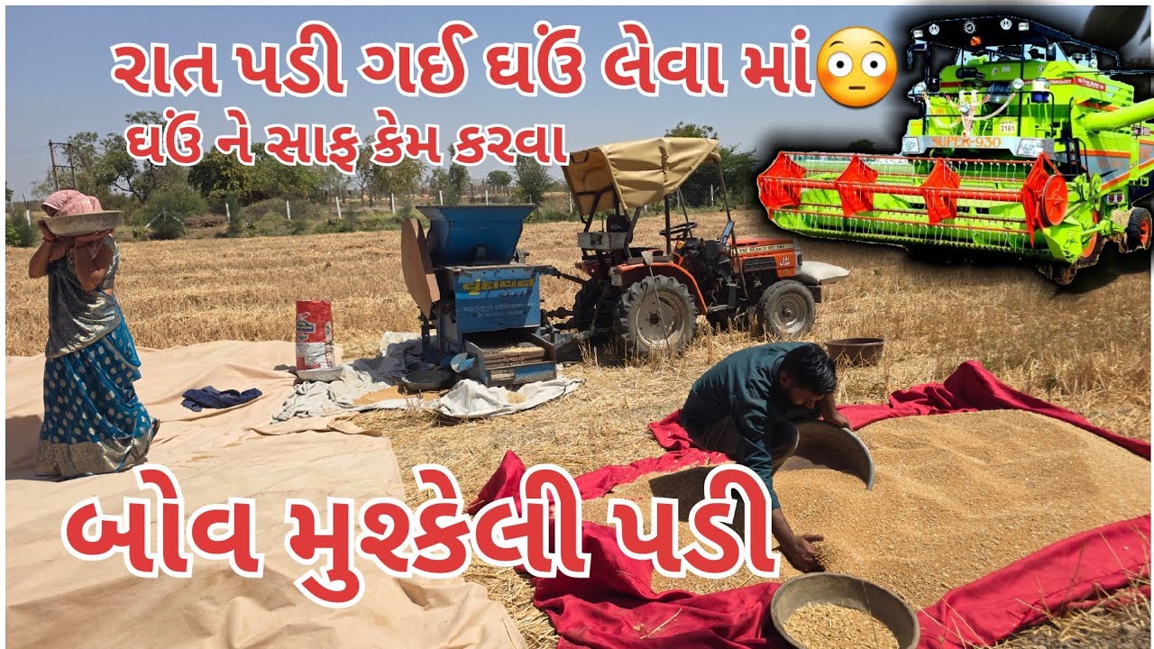 ઘઉં લઈ લીધા | ઘઉં ને સાફ કેમ કરવા | wheat 🌾 harvesting| village life | farmer life 