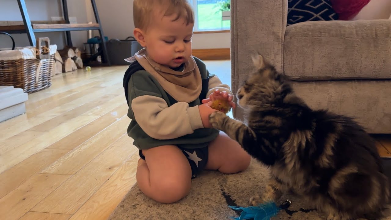 Adorable Baby Boy Plays With His Kitten! He's A Menace With That Stick!!