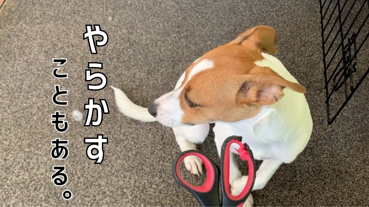 ウッドデッキ傷だらけ、ノートビリビリ、ティッシュちぎりまくり、ハサミボロボロ、やらかすKinako