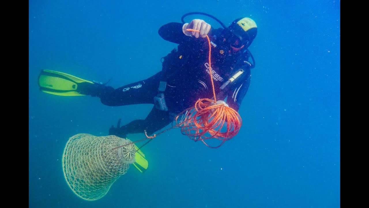 Nesos, il vino degli antichi greci rinasce dal mare dell'Isola d'Elba