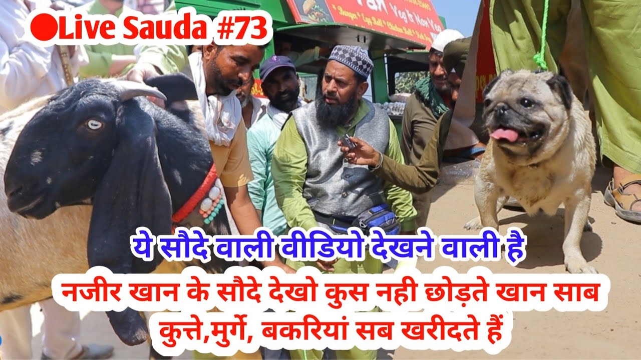 तुंगवाली बकरा मंडी में खान साब के Live सौदे देखो - Goat framing- Live sauda Tung wali bakra mandi