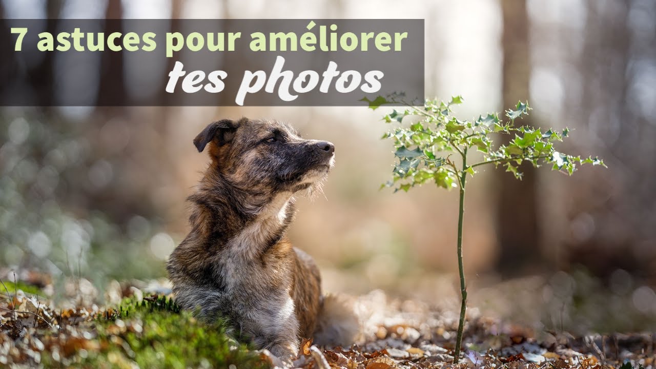 7 astuces pour améliorer instantanément tes photos de chien