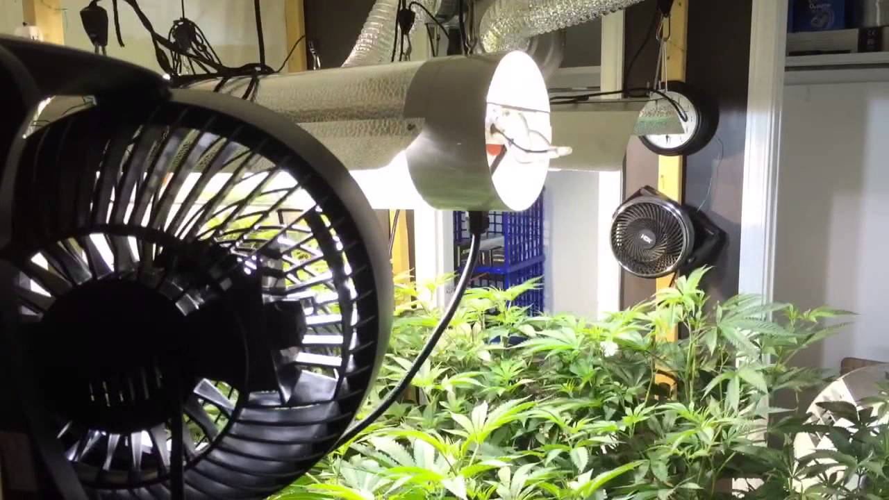 DWC Sour OG and OG Kush