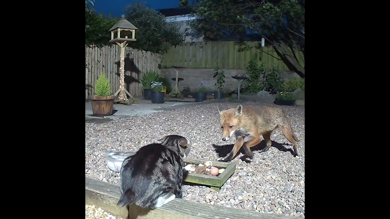 Fighting at the food dish, cat v fox round 1