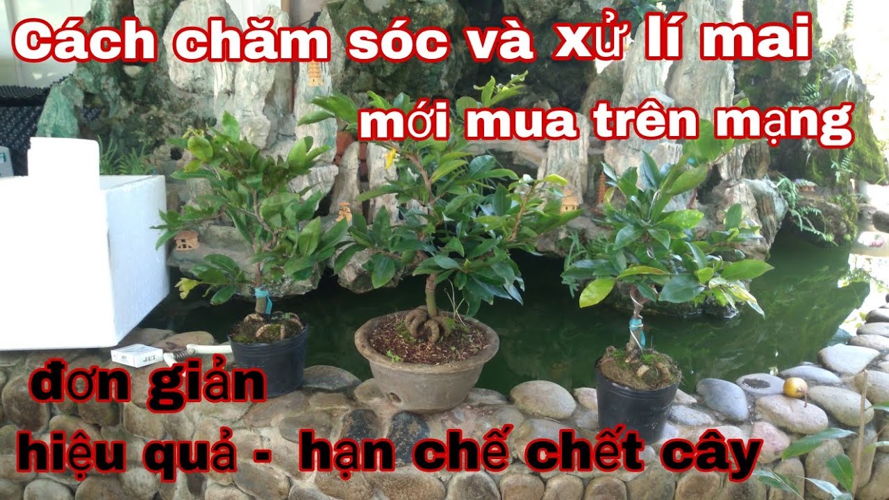 Cây mới mua về xử lí thế nào và chăm sóc ra sao?